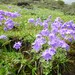 Primula primulina - Photo (c) Elizabeth Byers, some rights reserved (CC BY-NC), uploaded by Elizabeth Byers