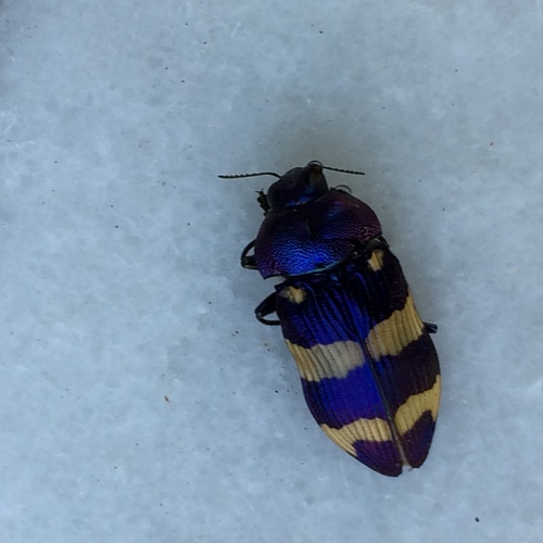 Castiarina commixta · iNaturalist
