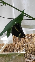 Hypolimnas bolina