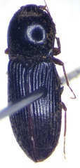 Cardiophorinae