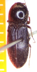 Cardiophorinae