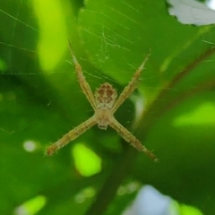 Argiope