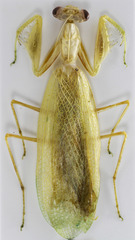 Tropidomantis kawaharai