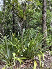Phormium tenax