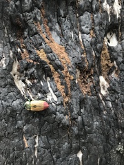 Temognatha variabilis