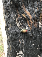 Temognatha variabilis