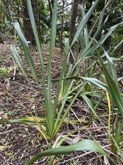 Phormium tenax