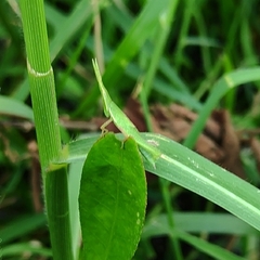 Acrida cinerea
