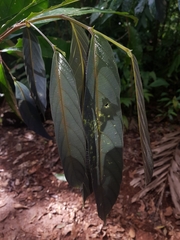 Ampelocera macrocarpa