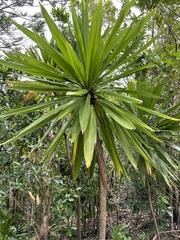 Cordyline obtecta