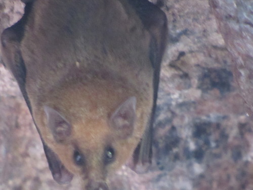 Mexican Long-tongued Bat