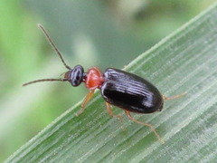 Pentagonica daimiella