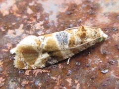 Lobesia yasudai