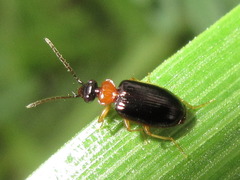 Pentagonica daimiella
