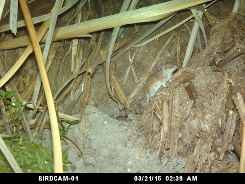 Crocidura flavescens