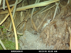 Greater Red Musk Shrew photo 2