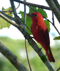 Piranga rubra