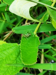 Acrididae