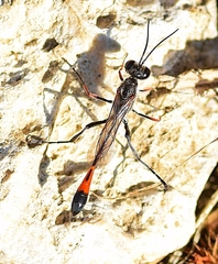 Ammophila heydeni