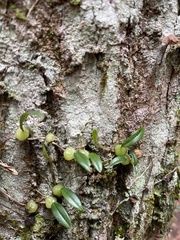 Bulbophyllum exiguum