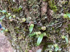 Bulbophyllum exiguum
