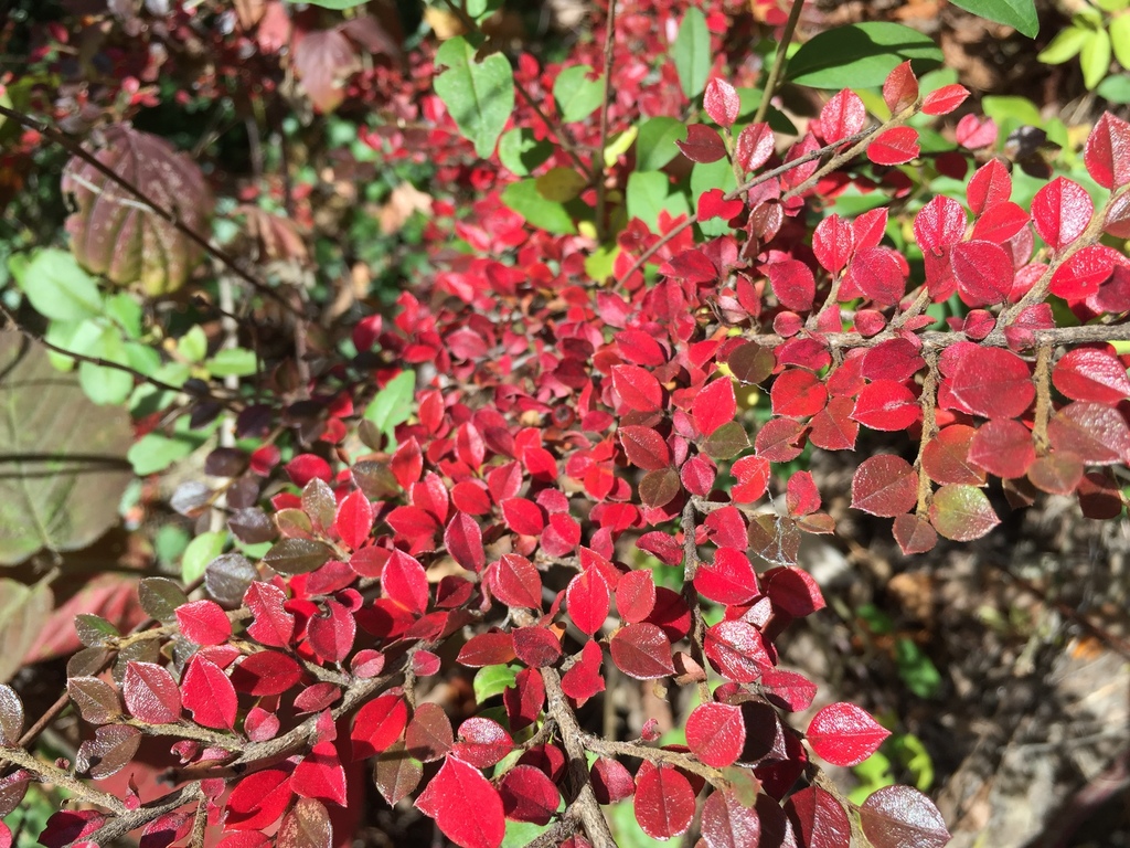 Cotoneaster horizontalis, Neuchâtel, Neuchâtel, Switzerland