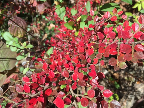 Cotoneaster horizontalis