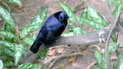 Ptilonorhynchus violaceus minor