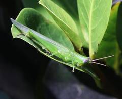 Stenacris vitreipennis