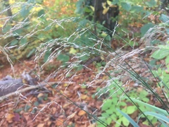 Poa nemoralis