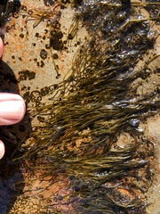 Ectocarpales