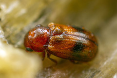 Notosphindus slateri