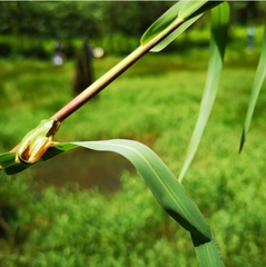 Hyla walkeri