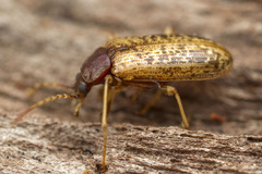 Sirrhas variegatus