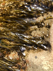 Ectocarpales