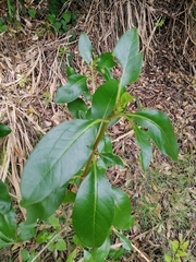 Coprosma macrocarpa