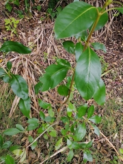 Coprosma macrocarpa
