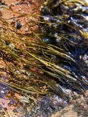 Ectocarpales