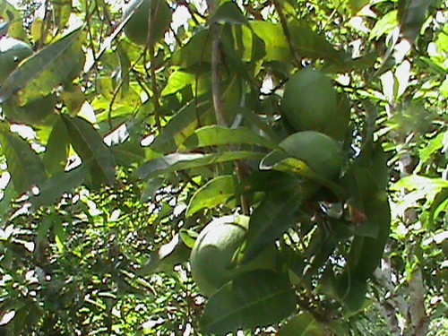 Image of Pouteria caimito by (c) Alejandro Alfredo Aguirre, some rights reserved (CC BY)
