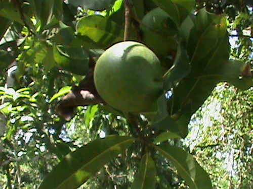 Image of Pouteria caimito by (c) Alejandro Alfredo Aguirre, some rights reserved (CC BY)