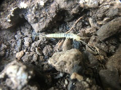 Nicoletiidae