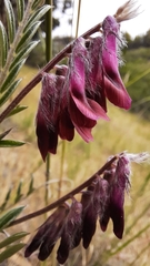 Vicia benghalensis
