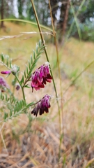 Vicia benghalensis