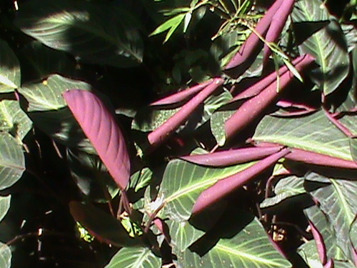 Goeppertia ecuadoriana, photograph 2
