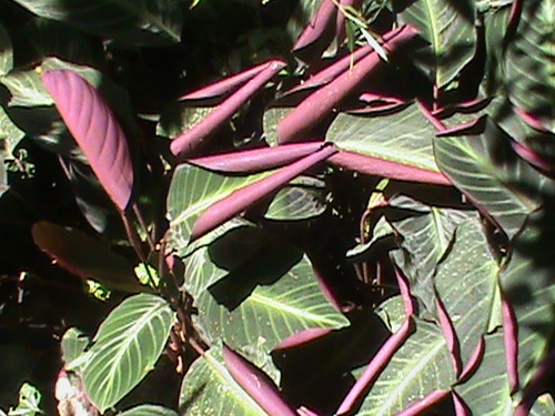 Goeppertia ecuadoriana, photograph 4