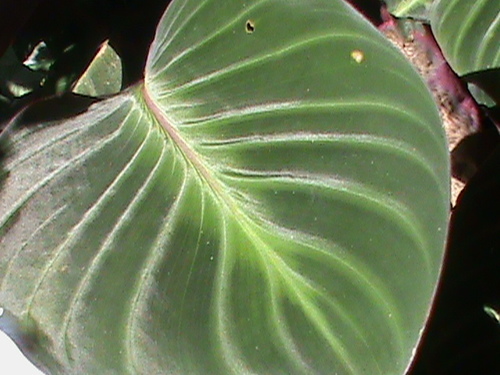 Goeppertia ecuadoriana, photograph 6