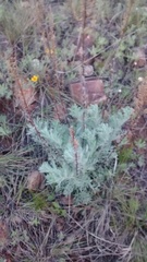 Artemisia campestris pacifica