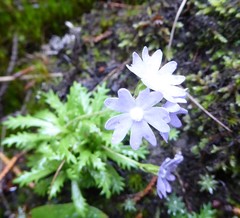 Primula primulina