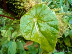 Gobenia
