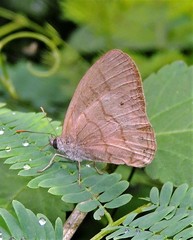 Hermeuptychia gisella